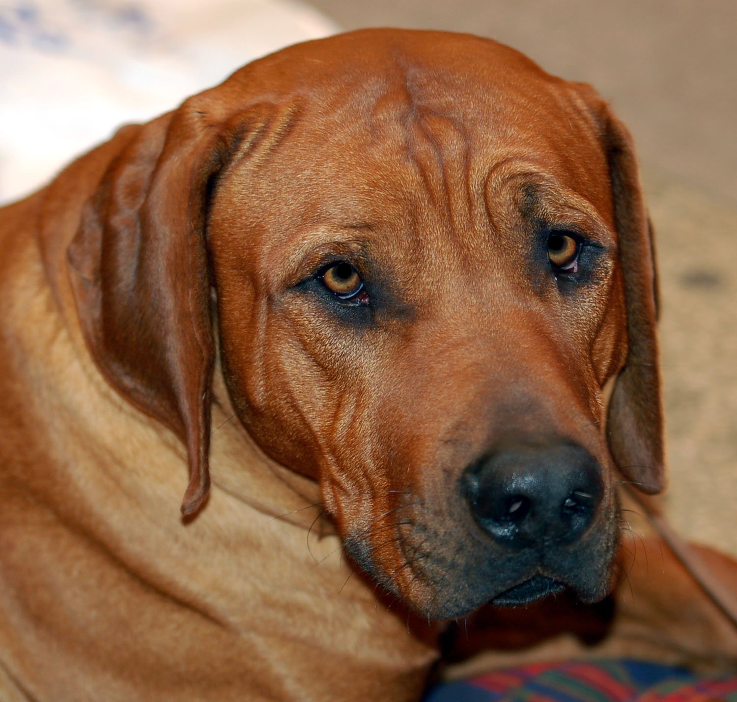 The Tosa Inu - You're Quietly Intense (image credits: wikimedia)