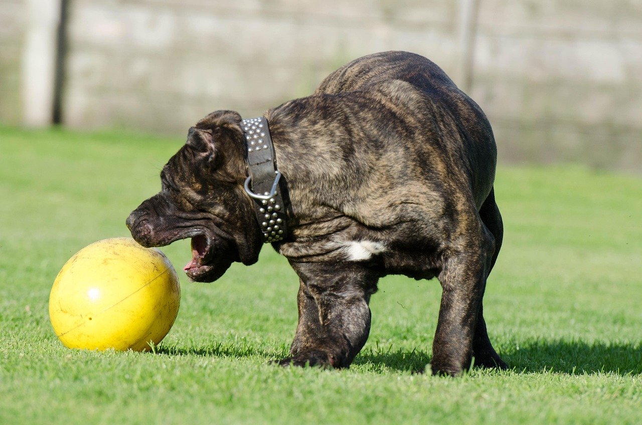 The Presa Canario - You Don't Back Down from Challenges (image credits: pixabay)