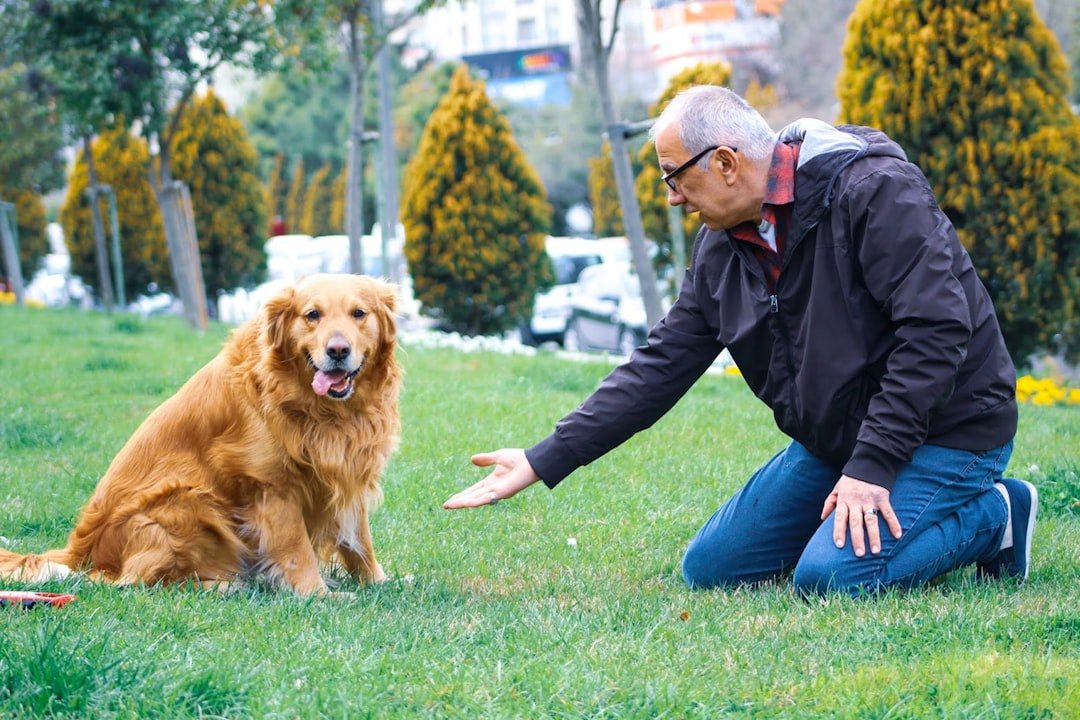 Senior Dogs Might Be Your Perfect Match (image credits: unsplash)