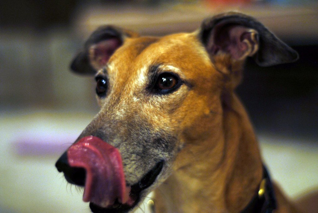 The Lip-Licking Language (image credits: flickr)