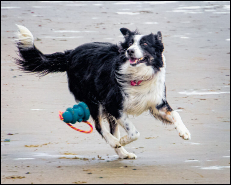 Understanding Your Dog's Communication in Context