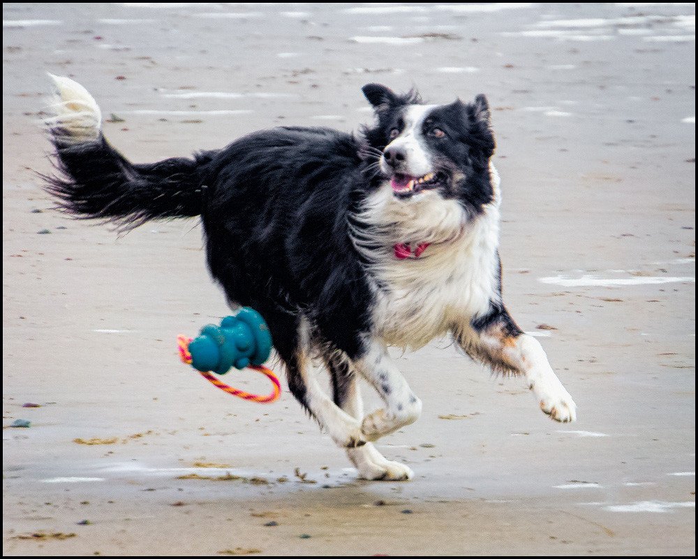 Understanding Your Dog's Communication in Context (image credits: flickr)