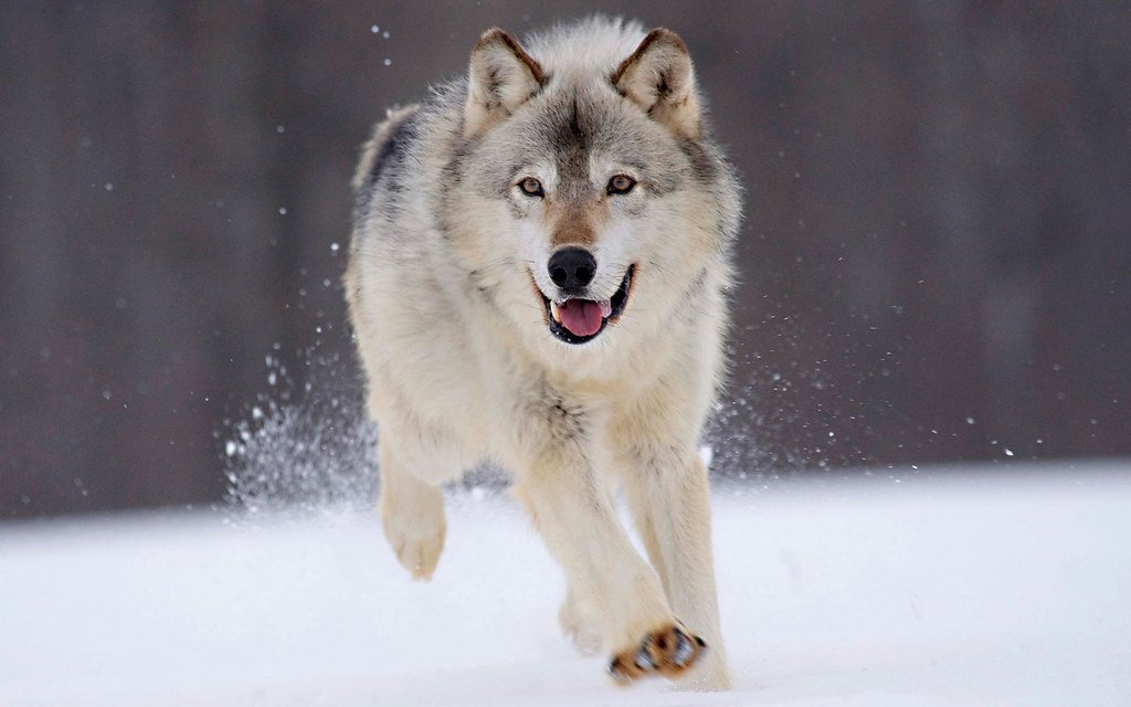 The Reality Check - Why Most Dogs Would Still Lose (image credits: flickr)