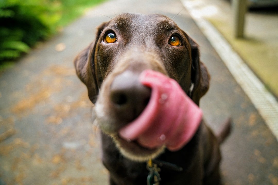 Labrador Retriever: The Master Manipulator (image credits: unsplash)
