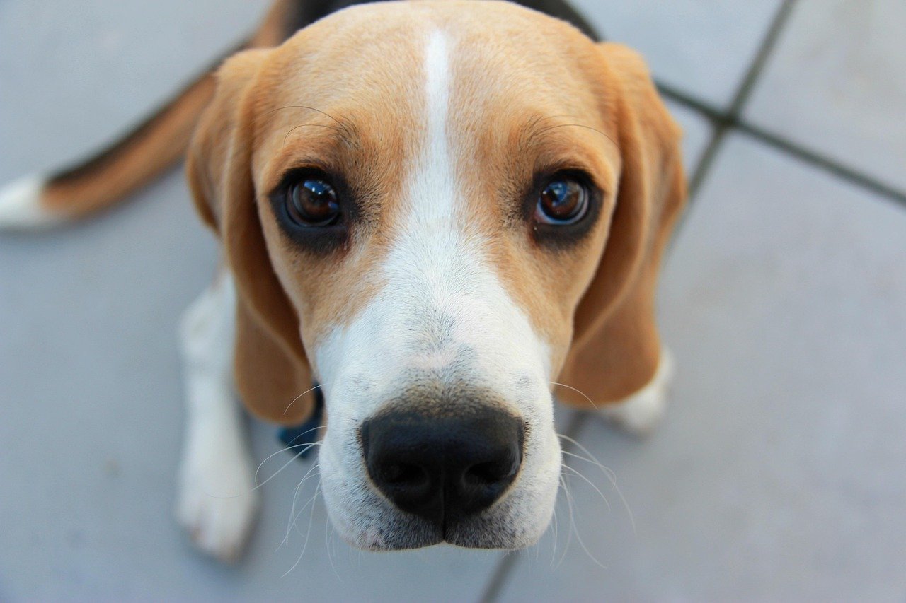 Beagle: The Scent-Driven Strategist (image credits: pixabay)