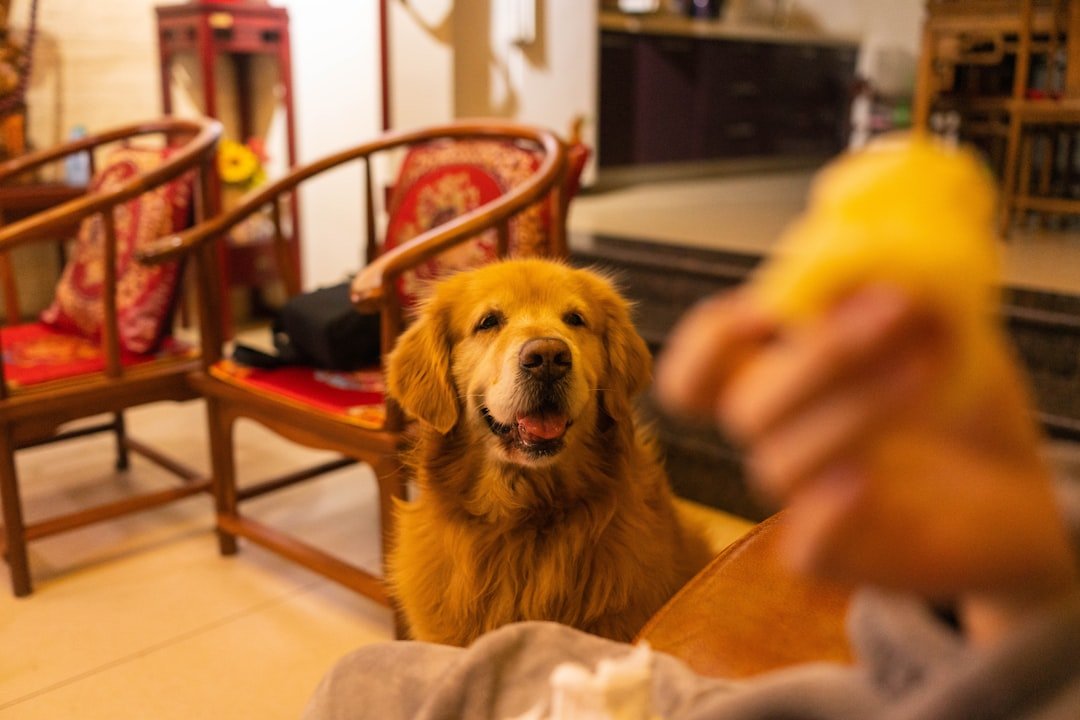 Golden Retriever: The Gentle Giant Beggar (image credits: unsplash)
