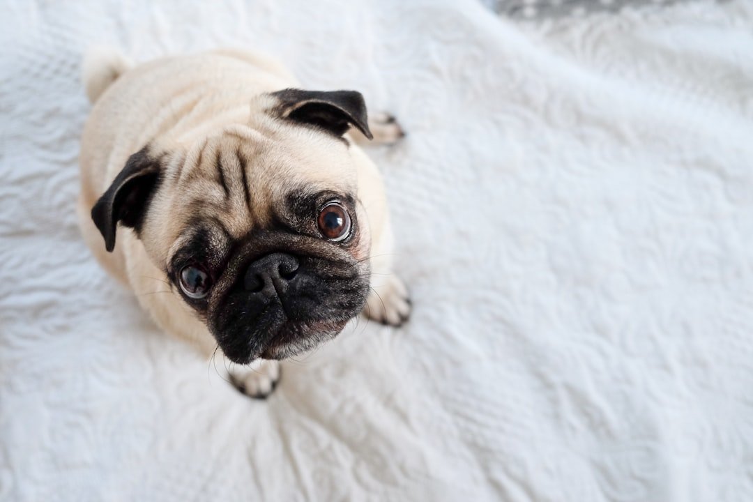 Pug: The Professional Guilt-Tripper (image credits: unsplash)
