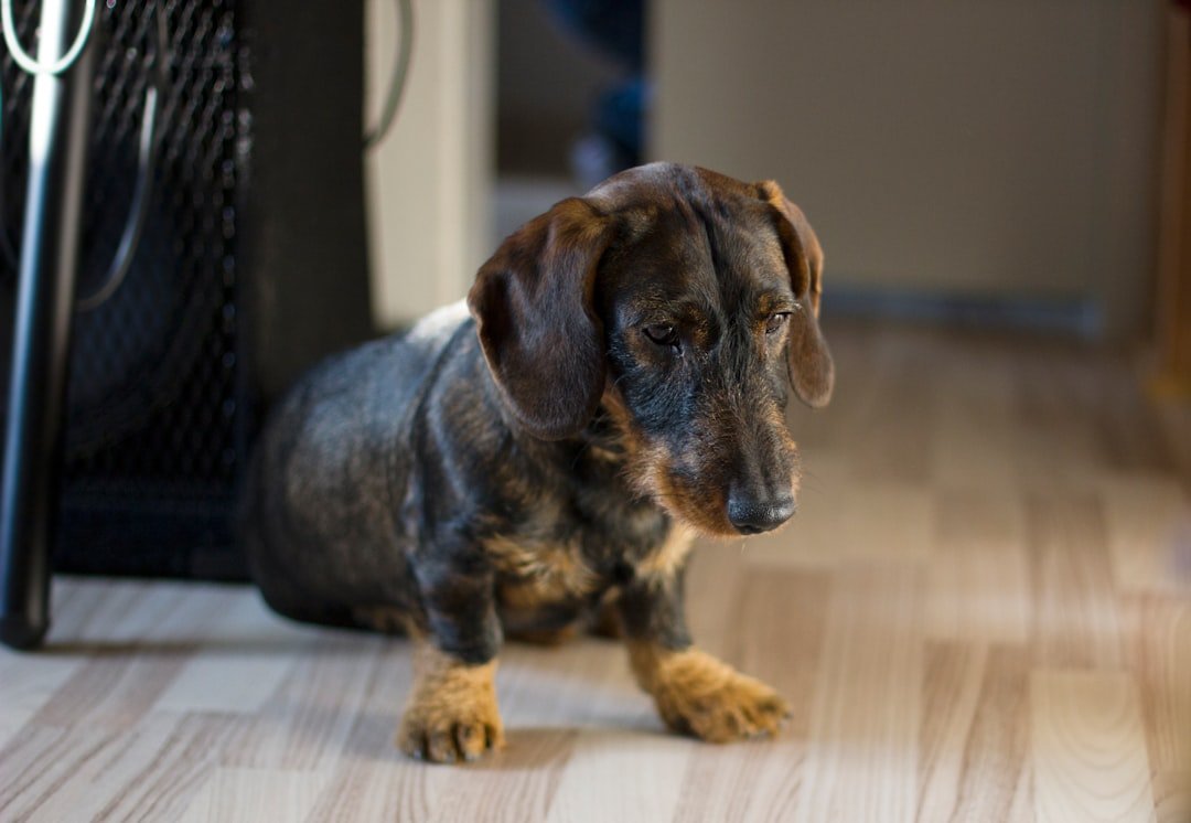 Dachshund: The Persistent Little Hunter (image credits: unsplash)