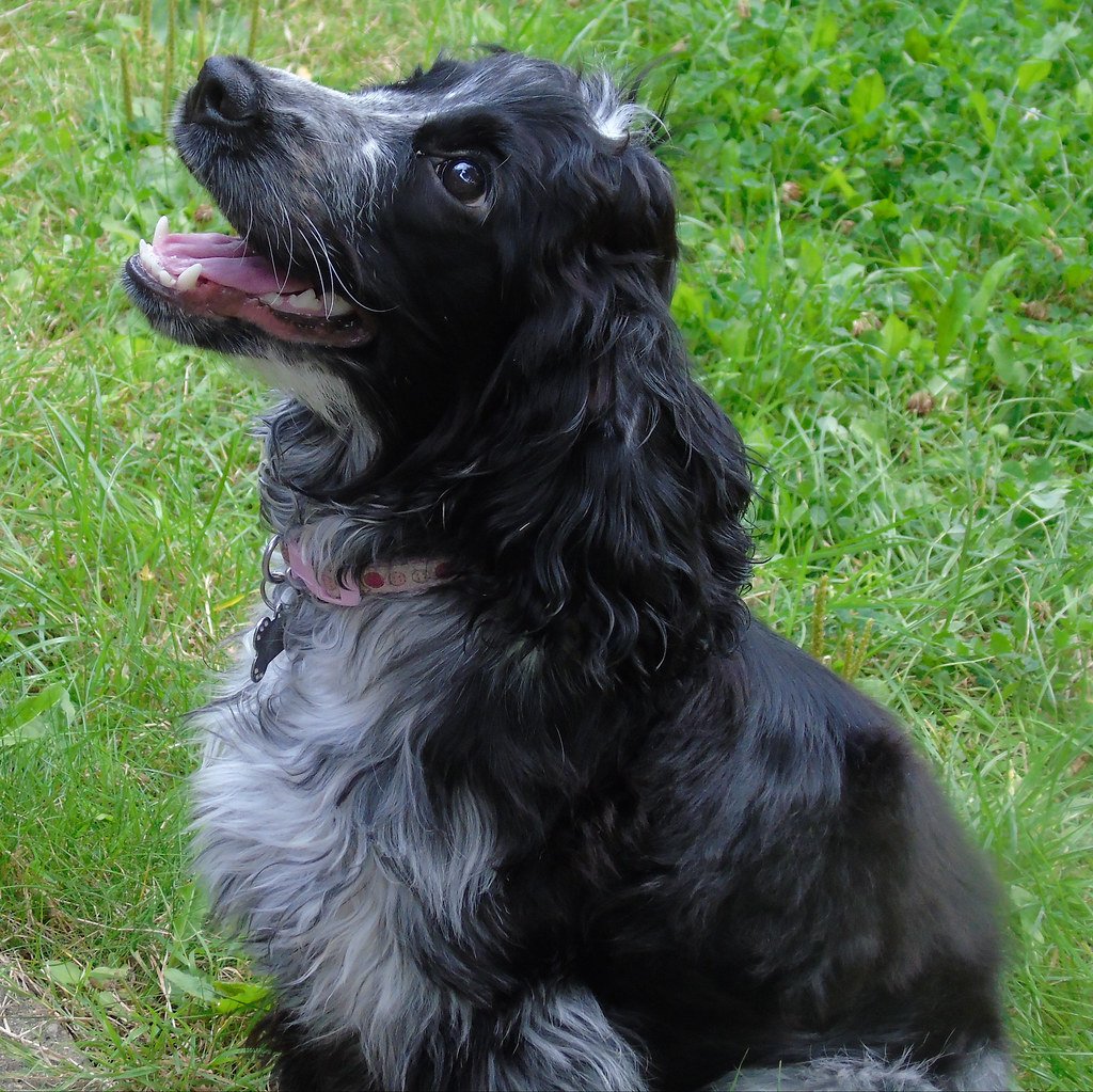 Cocker Spaniel: The Sweet-Faced Strategist (image credits: flickr)