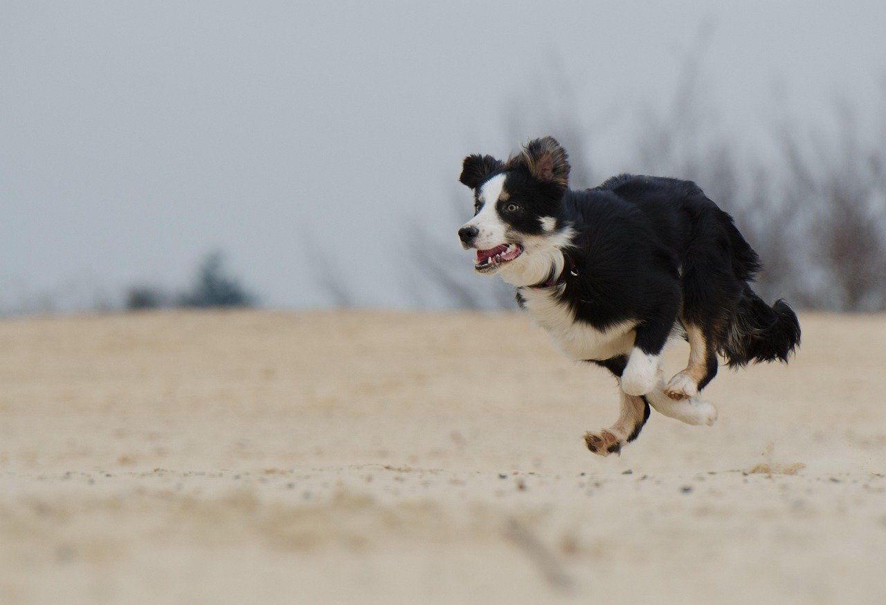 Border Collie: The Workaholic Who Never Takes a Break (image credits: pixabay)