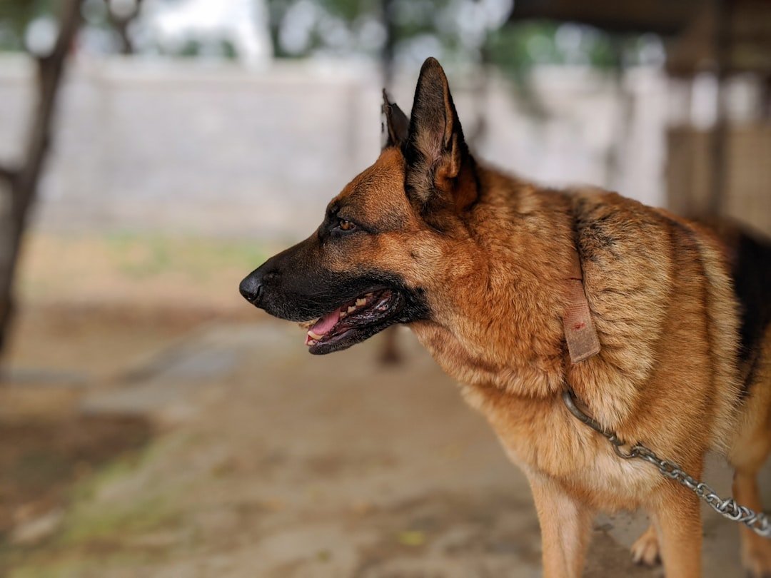 German Shepherd: The Protective Workaholic (image credits: unsplash)