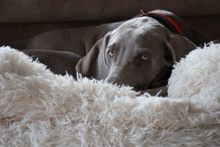 Weimaraner: The Gray Ghost with Boundless Energy