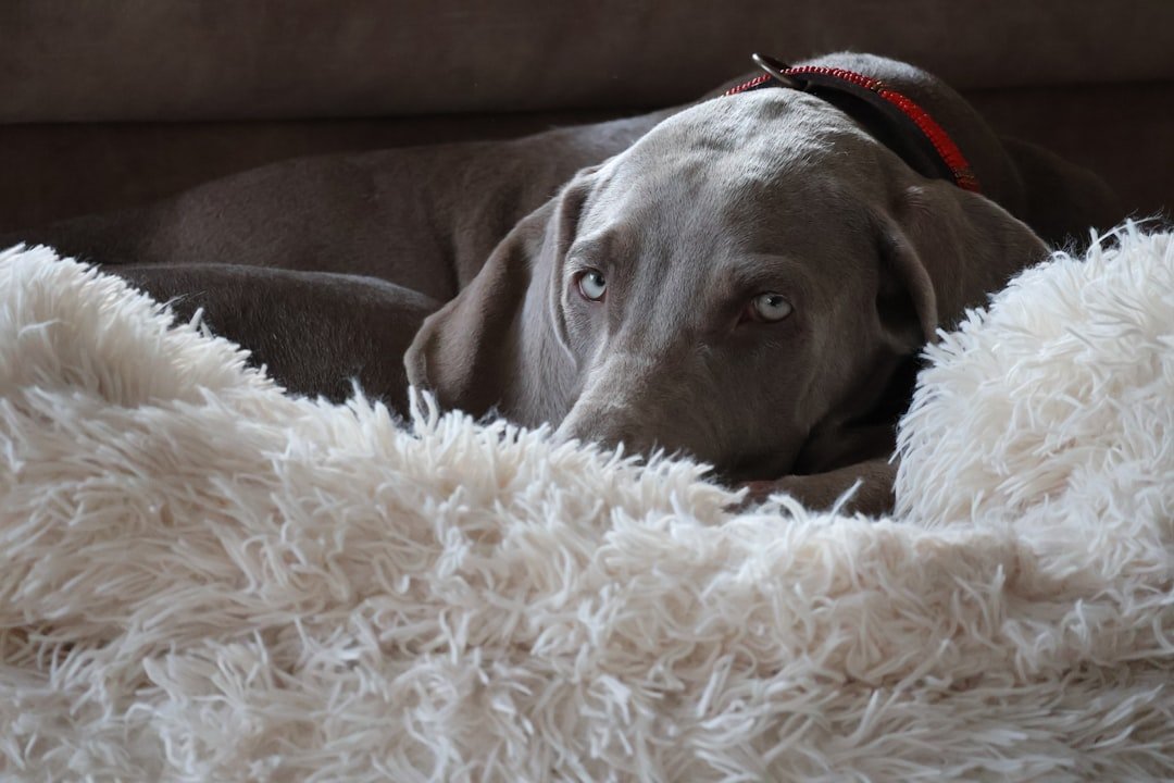 Weimaraner: The Gray Ghost with Boundless Energy (image credits: unsplash)