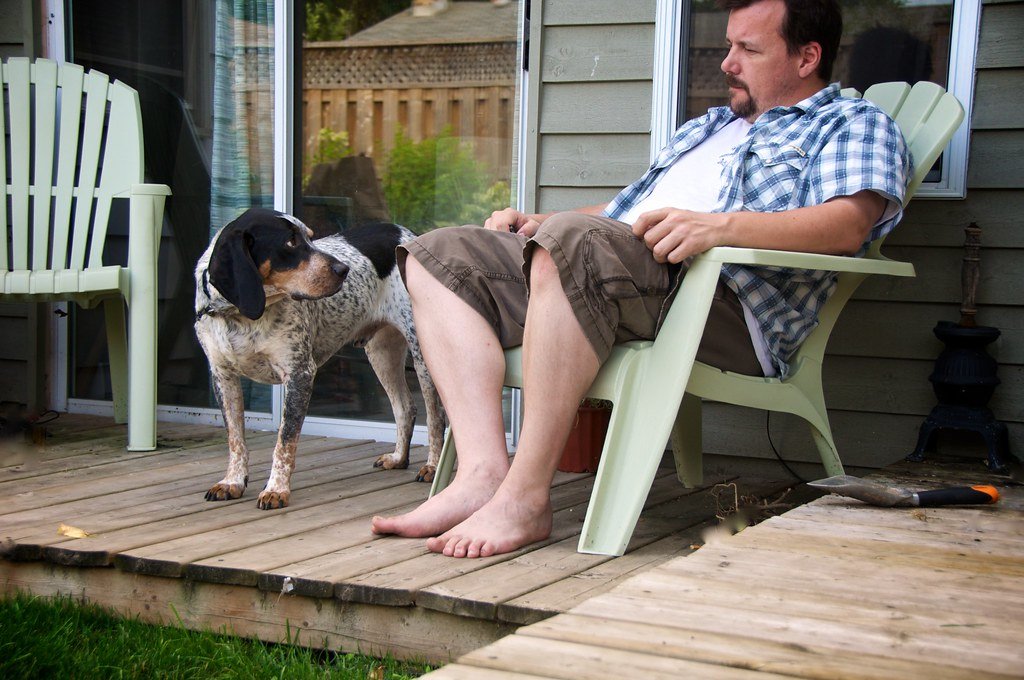 Bluetick Coonhound: The Vocal Athlete (image credits: flickr)
