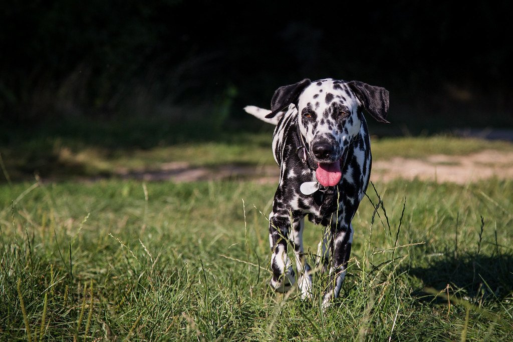 10 Breeds That Might Be Too Energetic for Apartment Life