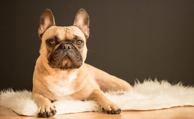 French Bulldog - The People-Obsessed Potato