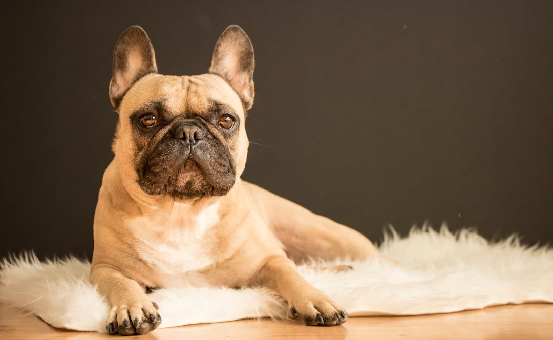 French Bulldog - The People-Obsessed Potato (image credits: unsplash)