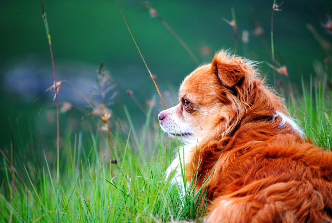 The Magic Behind Dog Astrology (image credits: unsplash)