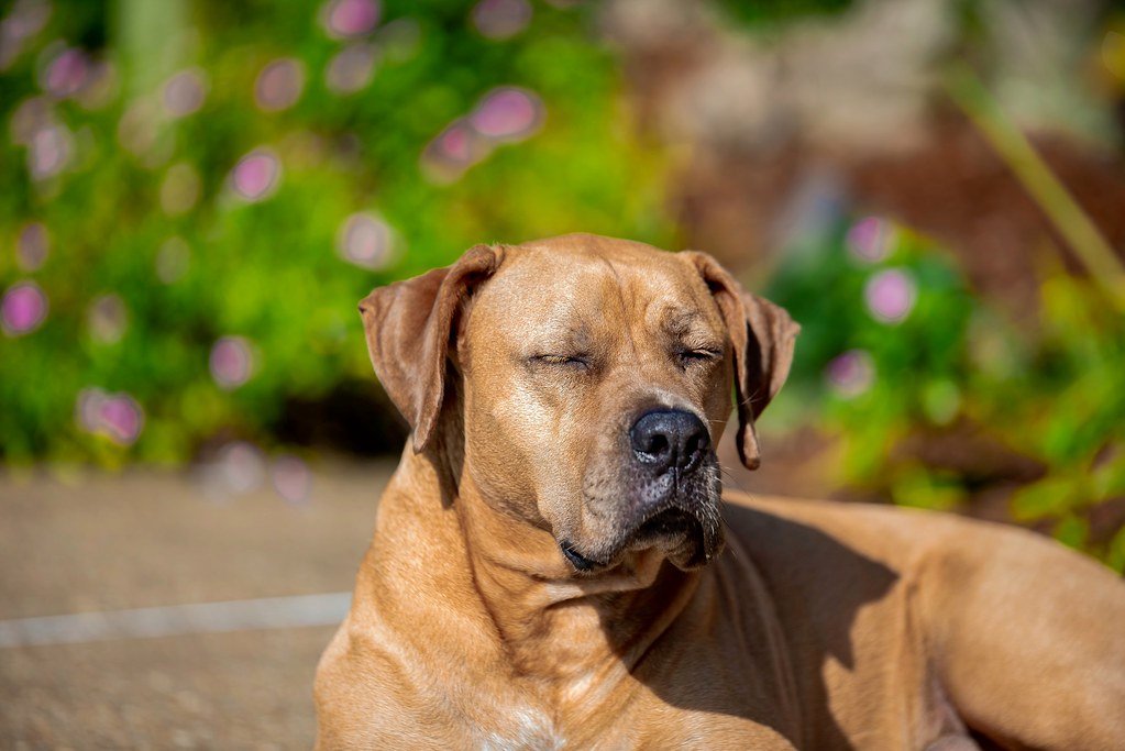 Earth Signs: The Steady and Reliable Companions (image credits: flickr)