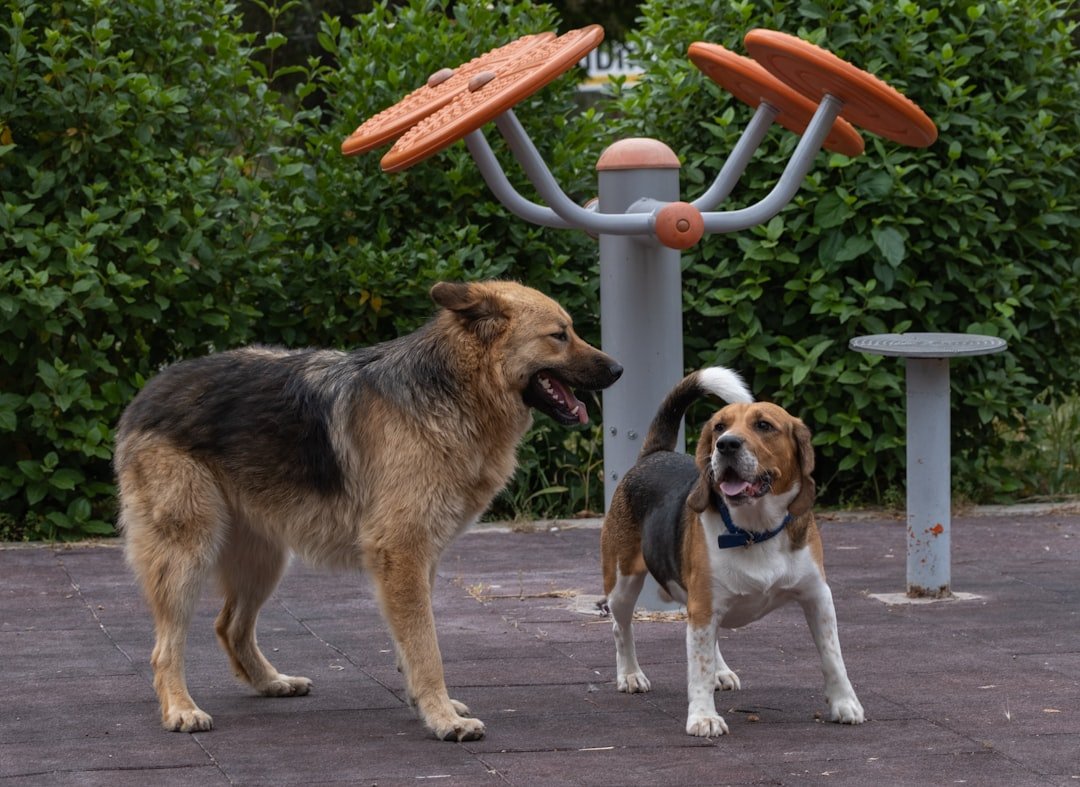 Air Signs: Social Butterflies of the Dog World (image credits: unsplash)