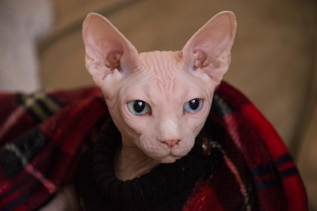 Air Signs and Attention-Seeking Sphynx Cats (image credits: unsplash)