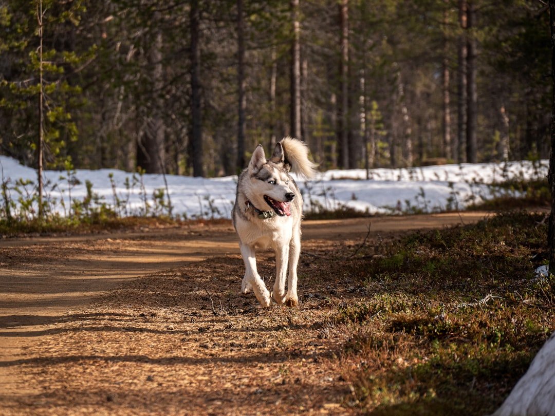 Aries Dogs: The Fearless Leaders of the Pack (image credits: unsplash)