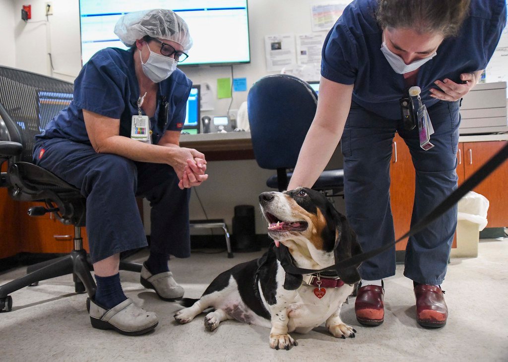 Taurus Dogs: The Comfort-Seeking Cuddle Champions (image credits: flickr)