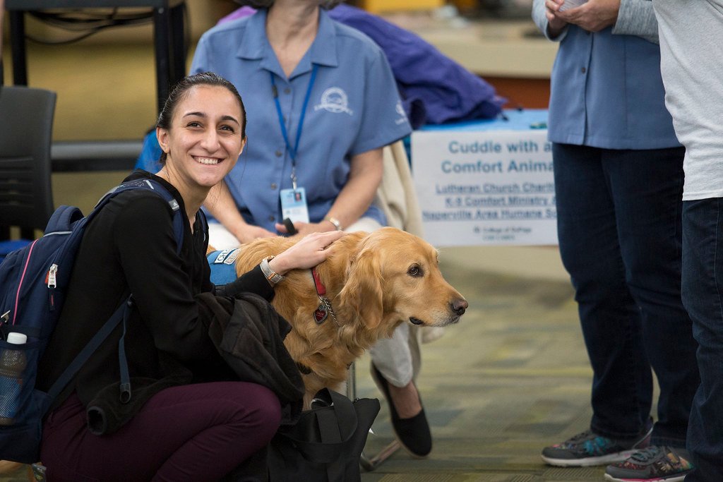 Cancer Dogs: The Emotional Support Superstars (image credits: flickr)