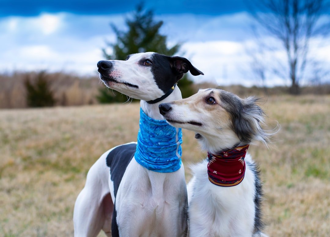 Leo Dogs: The Attention-Loving Show Stoppers (image credits: unsplash)