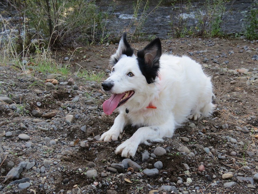 Sagittarius Dogs: The Adventure-Seeking Explorers (image credits: flickr)