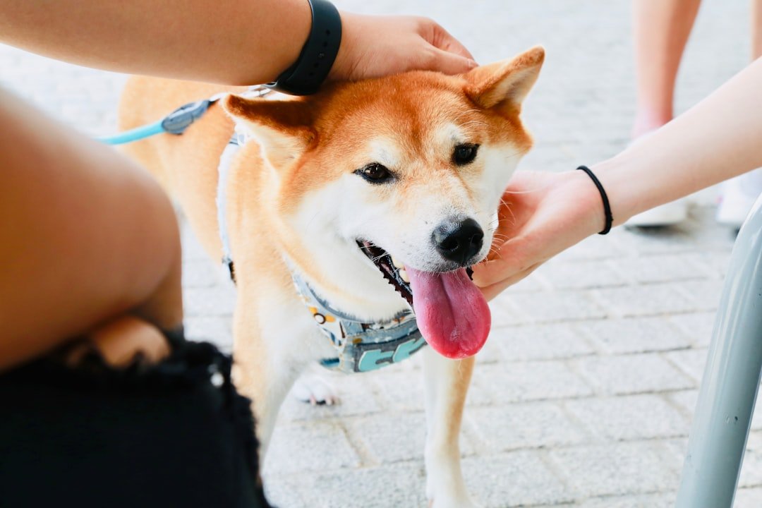 Pisces Dogs: The Intuitive Dream Companions (image credits: unsplash)