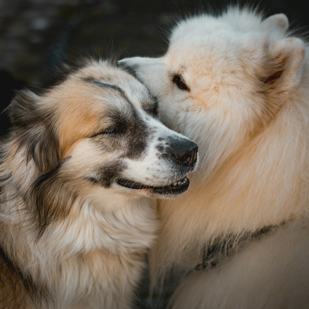 Gemini: The Social Butterfly Meets Their Match (image credits: unsplash)