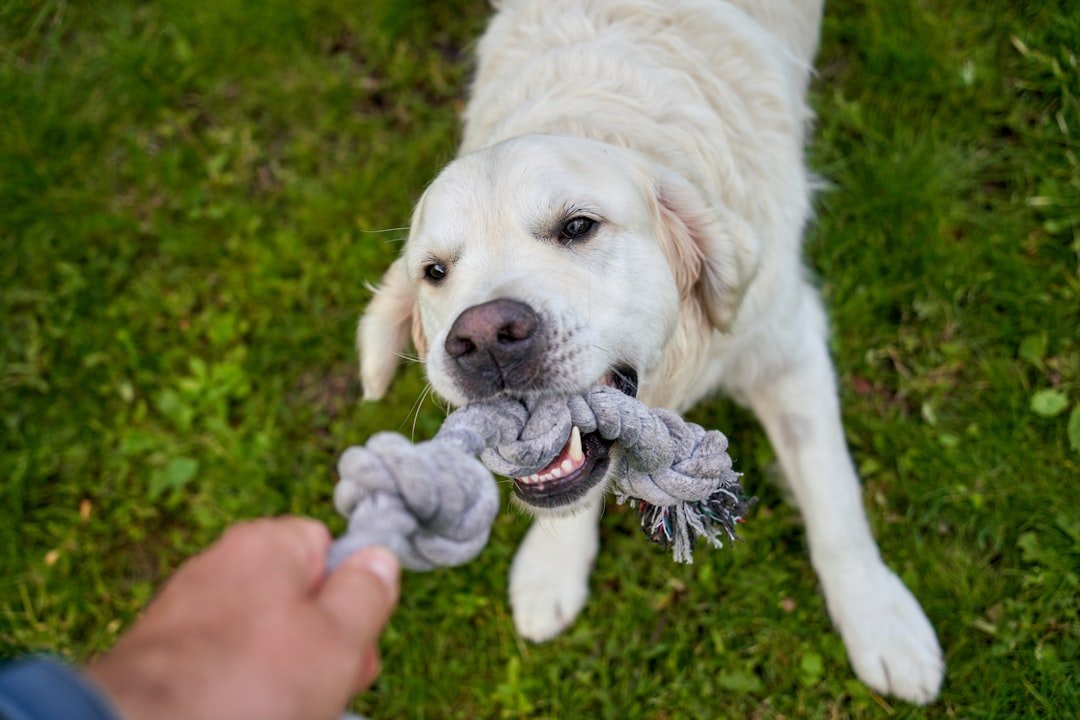 Becoming Your Dog's Forever Favorite (image credits: unsplash)