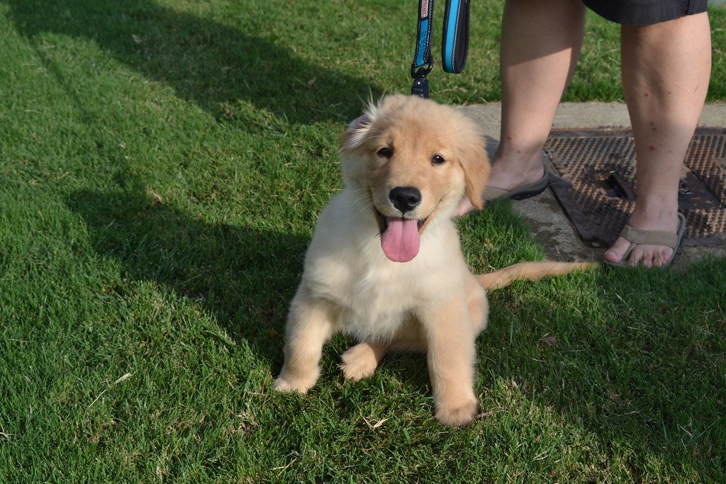 10 Things Dogs Look for When Choosing Their Favorite Human