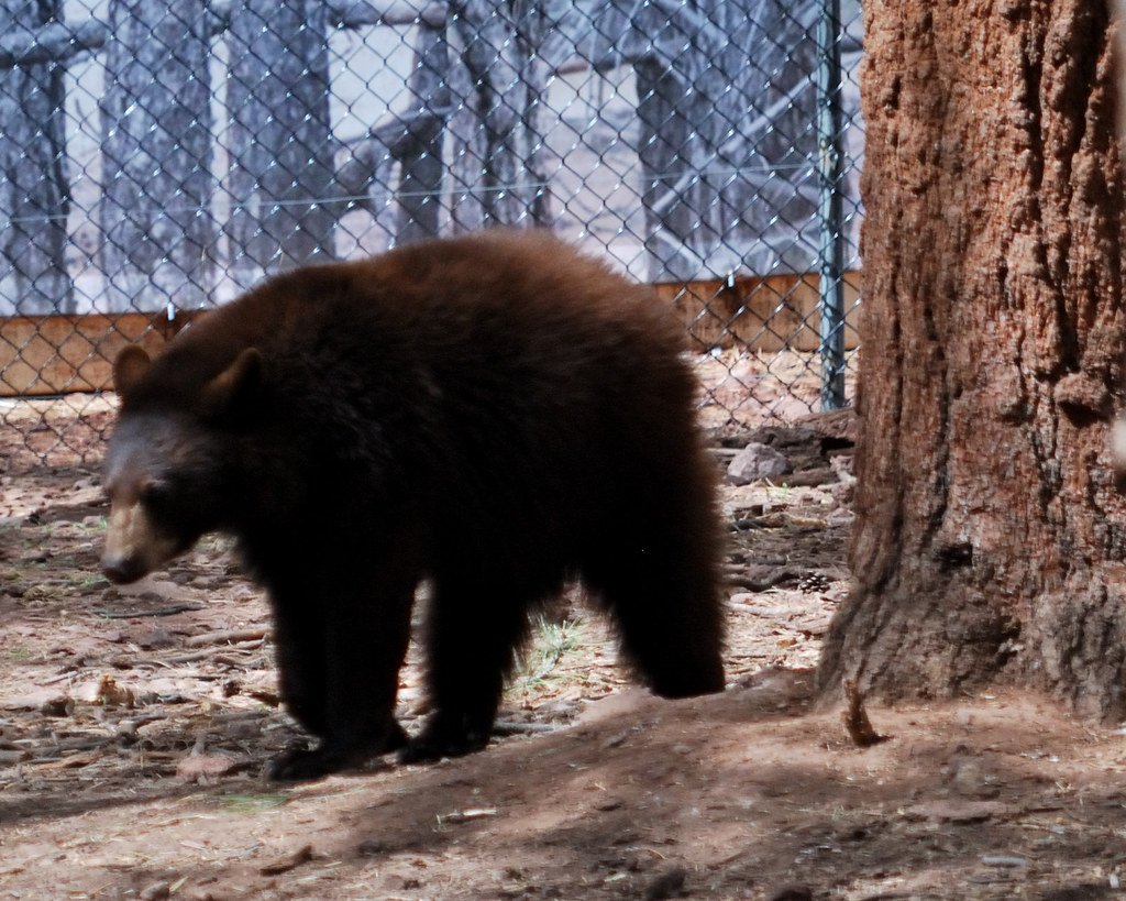 Know Your Bear Species - Brown vs. Black Bears Are Very Different Neighbors (image credits: flickr)