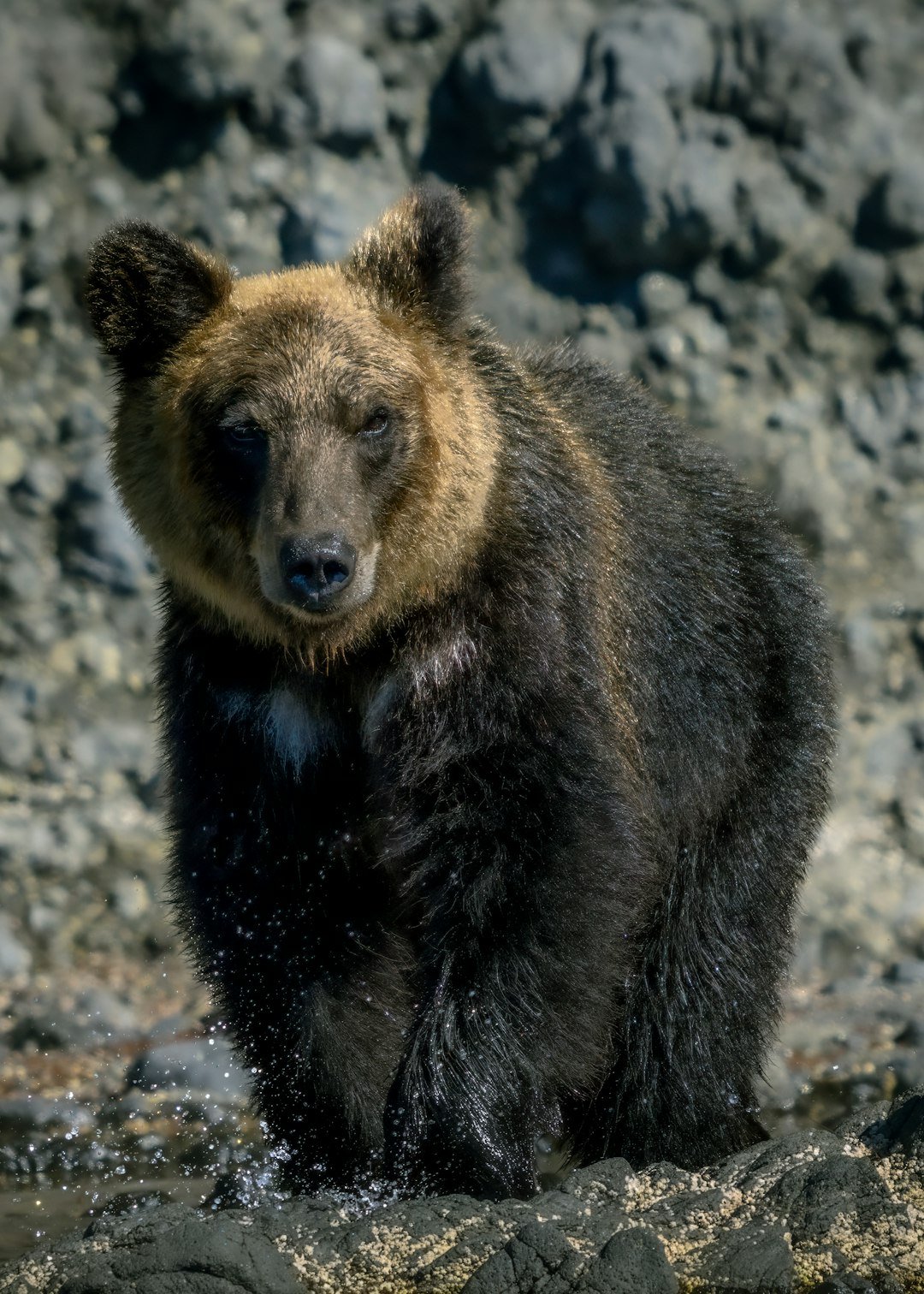 Size Matters - Coastal Bears Are Absolutely Massive (image credits: unsplash)