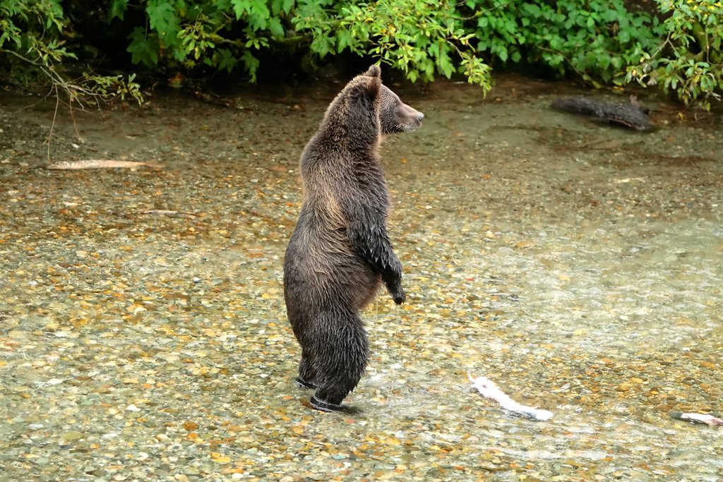 Know When Bears Are Most Active (image credits: wikimedia)
