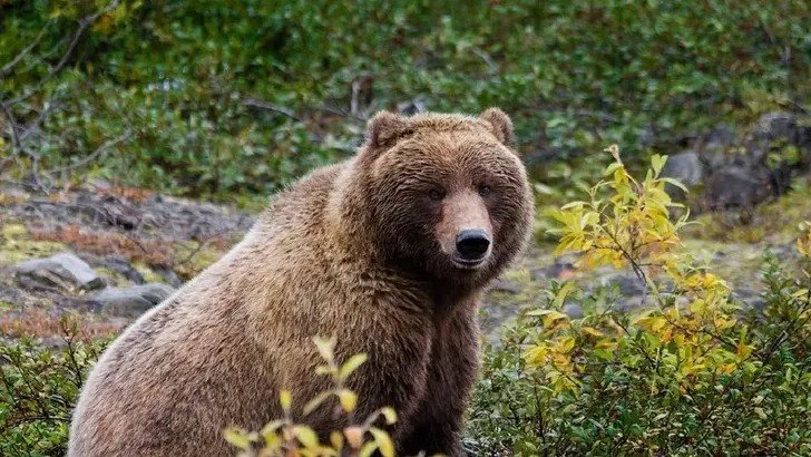 10 Things Alaskans Should Know About Living Near Bears