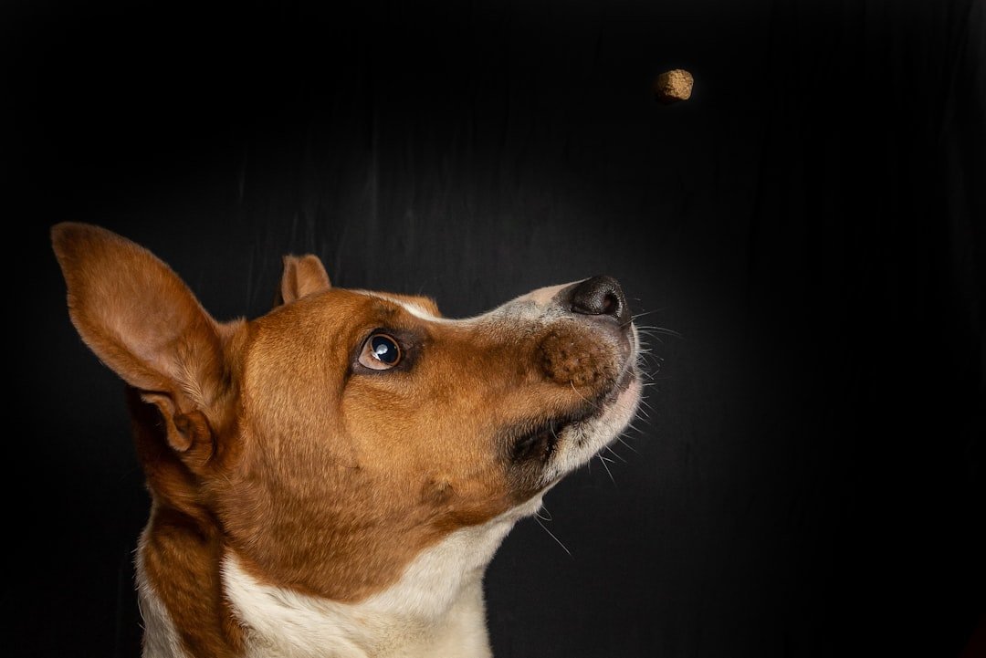Waning Moon Periods and Your Dog's Sixth Sense (image credits: unsplash)