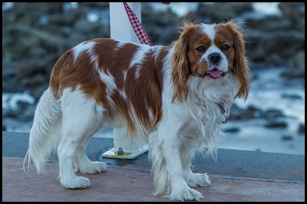 How Different Dog Personalities React to Lunar Cycles (image credits: flickr)