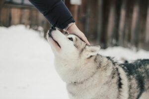 How Moon Signs Might Influence Your Dog's Mood and Behavior
