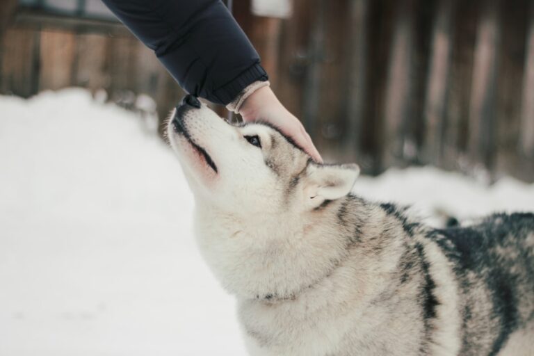 How Moon Signs Might Influence Your Dog's Mood and Behavior