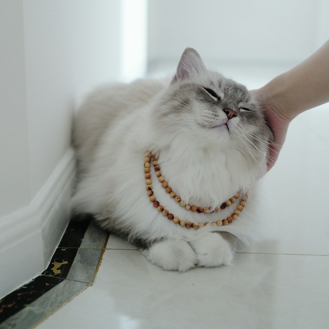 Independent Cats for Strong-Willed Zodiac Signs