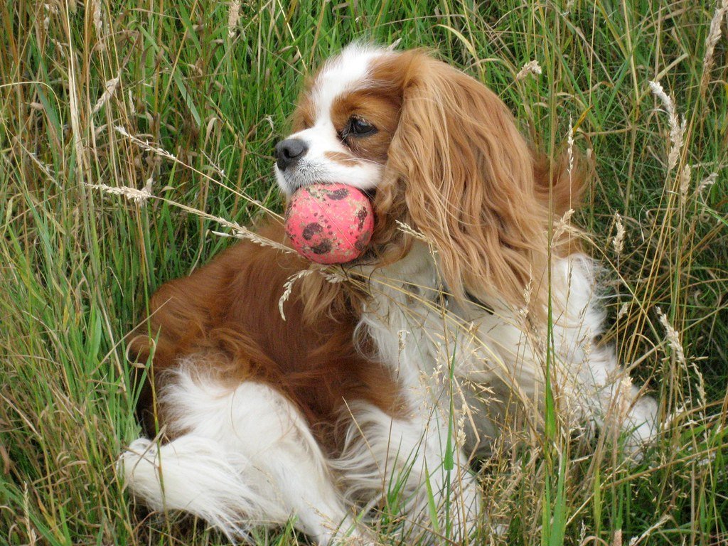 The Fiery Aries Pup: Natural Born Leaders Need Adventure (image credits: flickr)