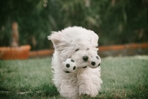 Astrology Meets Dog Training: The Best Methods for Each Zodiac Pup