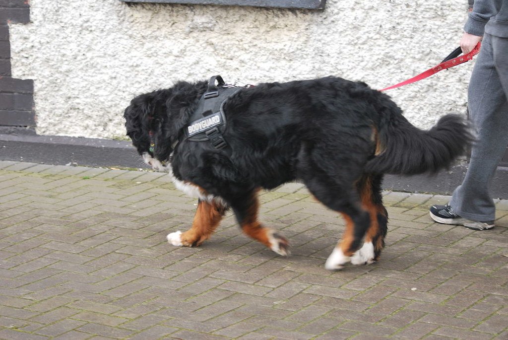 They Turn Their Back to You (image credits: flickr)