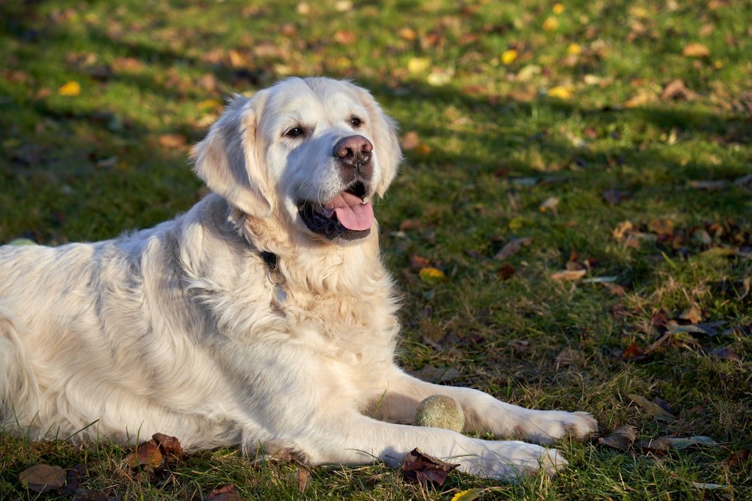Libra: The Harmonious Partners (image credits: unsplash)