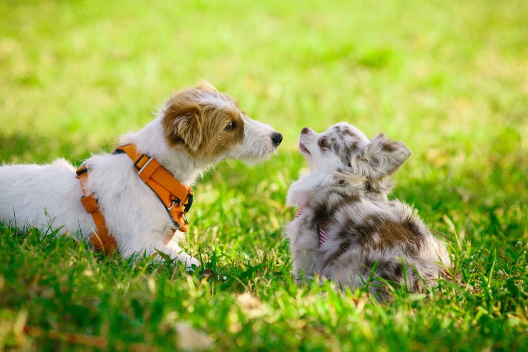 Socialization and Training Needs (image credits: unsplash)