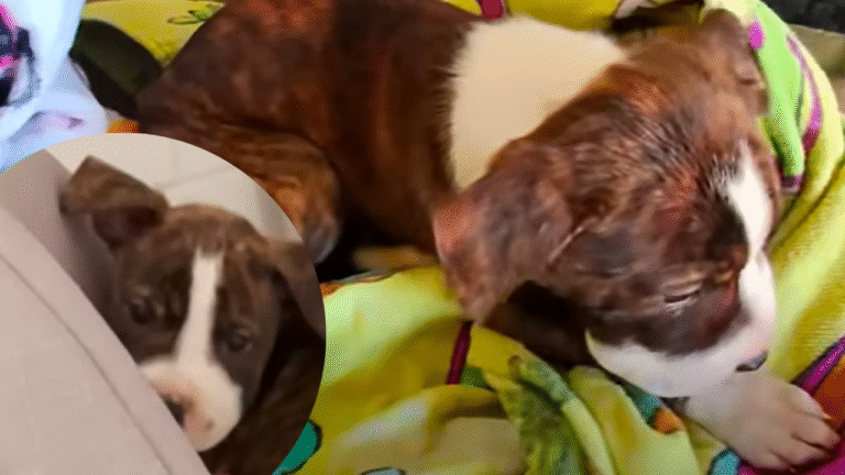 Puppy Found With Mouth Sealed Shut Finds A  Home and Love Again