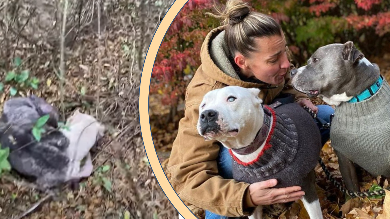 Blind Pittie Abandoned In Mississippi Forest is Rescued and Taken For Ice Cream